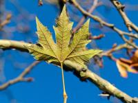 Platan javorolistý (Platanus x hispanica)