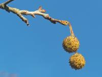 Platan javorolistý (Platanus x hispanica)