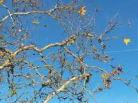 Platan javorolistý (Platanus x hispanica)