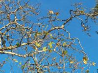 Platan javorolistý (Platanus x hispanica)