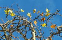 Platan javorolistý (Platanus x hispanica)