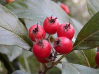 Hloh kožolistý Carrierei (Crataegus x lavallei)