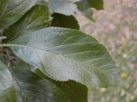 Hloh kožolistý Carrierei (Crataegus x lavallei)