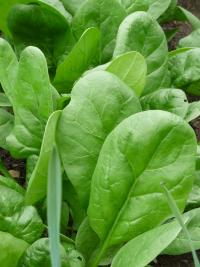 Špenát setý (Spinacia oleracea)
