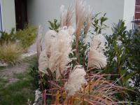 Ozdobnice čínská 'Silberfeder' (Miscanthus sinensis)