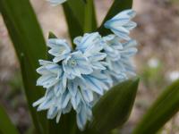 Puškinie ladoňkovitá (Puschkinia scilloides)