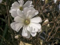 Šácholan hvězdnatý 'Royal Star' (Magnolia stellata)