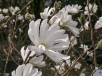 Šácholan hvězdnatý 'Royal Star' (Magnolia stellata)
