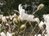 Šácholan hvězdnatý 'Royal Star' (Magnolia stellata)