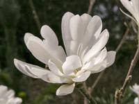 Šácholan hvězdnatý 'Royal Star' (Magnolia stellata)