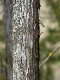 Jalovec obecný (Juniperus communis)