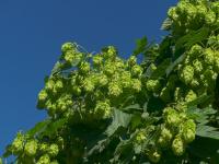 Chmel otáčivý (Humulus lupulus)