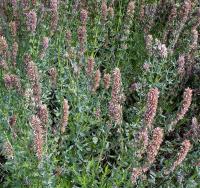 Yzop lékařský (Hyssopus officinalis)