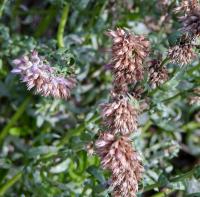 Yzop lékařský (Hyssopus officinalis)