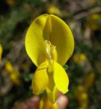 Janovec metlatý (Cytisus scoparius)