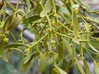 Jmelí bílé borovicové