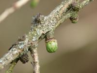Modřín opadavý (Larix decidua)