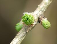 Modřín opadavý (Larix decidua)