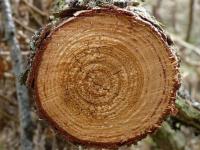 Modřín opadavý (Larix decidua)