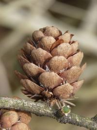 Modřín opadavý (Larix decidua)