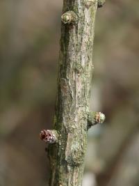 Modřín opadavý (Larix decidua)