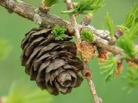 Modřín opadavý (Larix decidua)