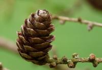 Modřín opadavý (Larix decidua)