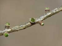 Modřín opadavý (Larix decidua)