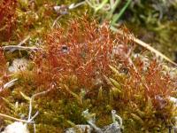 Rohozub nachový (Ceratodon purpureus)