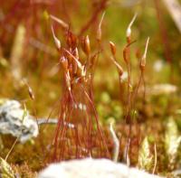Rohozub nachový (Ceratodon purpureus)