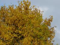 Morušovník bílý (Morus alba)