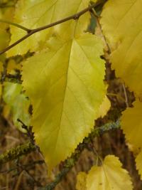 Morušovník bílý (Morus alba)