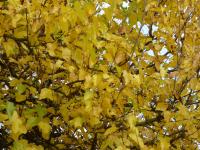 Morušovník bílý (Morus alba)