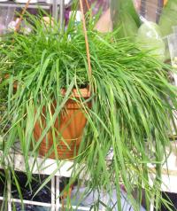 Psineček výběžkatý 'Green Twist' (Agrostis stolonifera)