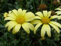 Kopretinovec dřevnatý 'Yellow Star' (Argyranthemum frutescens)