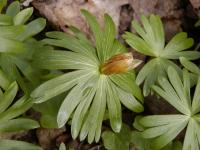 Winter aconite