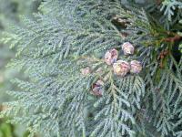 Cypřišek Lawsonův 'Columnaris Glauca' (Chamaecyparis lawsoniana)