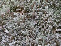 Cypřišek Lawsonův 'Columnaris Glauca' (Chamaecyparis lawsoniana)
