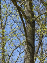 Norway maple
