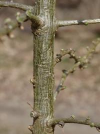 Europäische Lärche