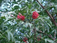 Roter Holunder