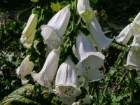 Náprstník červený 'Alba' (Digitalis purpurea)