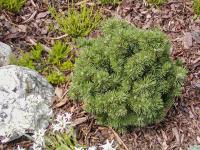 Borovice kleč 'Mops' (Pinus mugo)