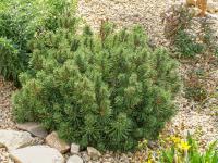 Borovice kleč 'Mops' (Pinus mugo)