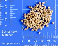 Špenát setý 'Matador' (Spinacia oleracea)