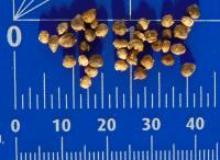 Špenát setý 'America' (Spinacia oleracea)