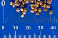 Špenát setý 'America' (Spinacia oleracea)