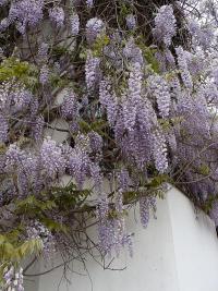 Vistárie čínská (Wisteria sinensis)
