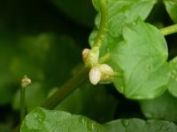 Orsej jarní (Ficaria verna)