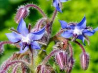 Brutnák lékařský (Borago officinalis)